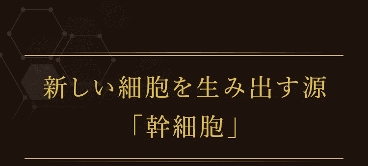 新しい細胞を生み出す源「幹細胞」