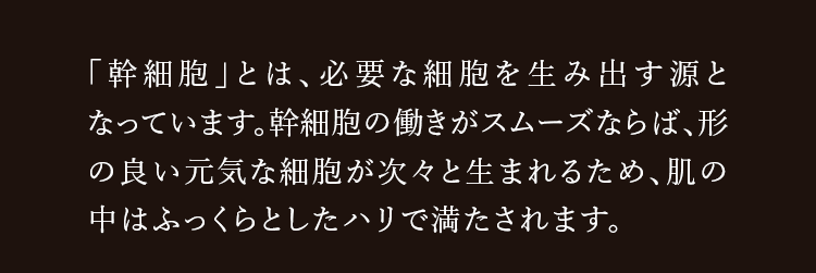 「幹細胞」とは、必要な細胞を生み出す源となっています。幹細胞の働きがスムーズならば、形の良い元気な細胞が次々と生まれるため、肌の中はふっくらとしたハリで満たされます。