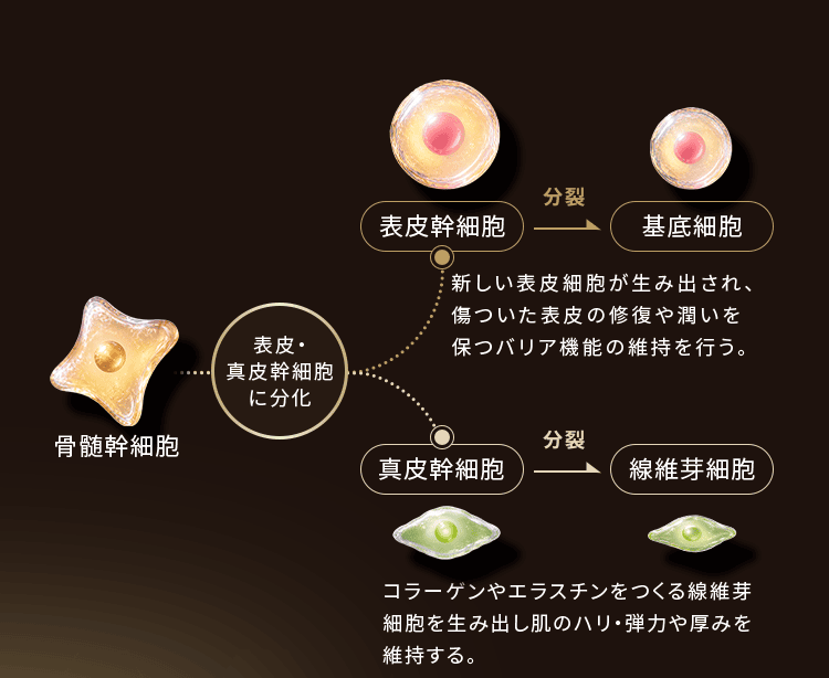 骨髄幹細胞が表皮・真皮幹細胞に分化。表皮幹細胞は分裂して基底細胞となり、新しい表皮細胞を生み出し傷ついた表皮の修復やバリア機能の維持を行う。真皮幹細胞は分裂して線維芽細胞となり、コラーゲンやエラスチンをつくり肌のハリ・弾力や厚みを維持する。