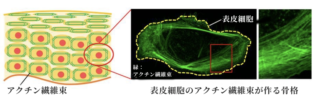 図：アクチン繊維束 表皮細胞のアクチン繊維束が作る骨格