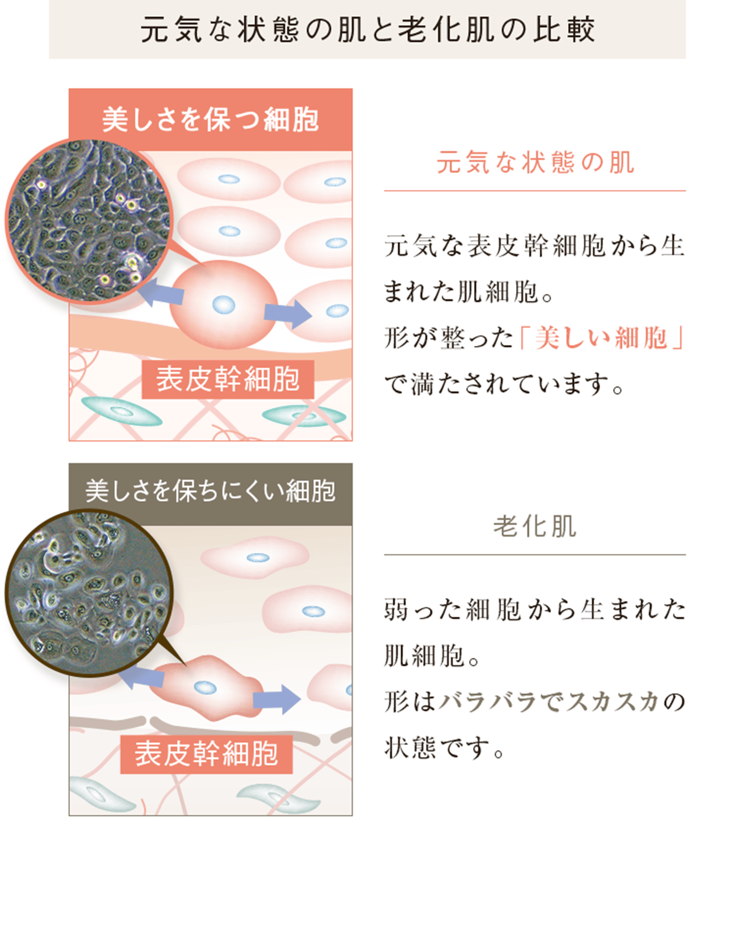 元気な状態の肌と老化肌の比較 美しさを保つ細胞 元気な状態の肌 元気な表皮幹細胞から生まれた肌細胞。 形が整った「美しい細胞」で満たされています。 美しさを保ちにくい細胞 老化肌 弱った細胞から生まれた肌細胞。 形はバラバラでスカスカの状態です。