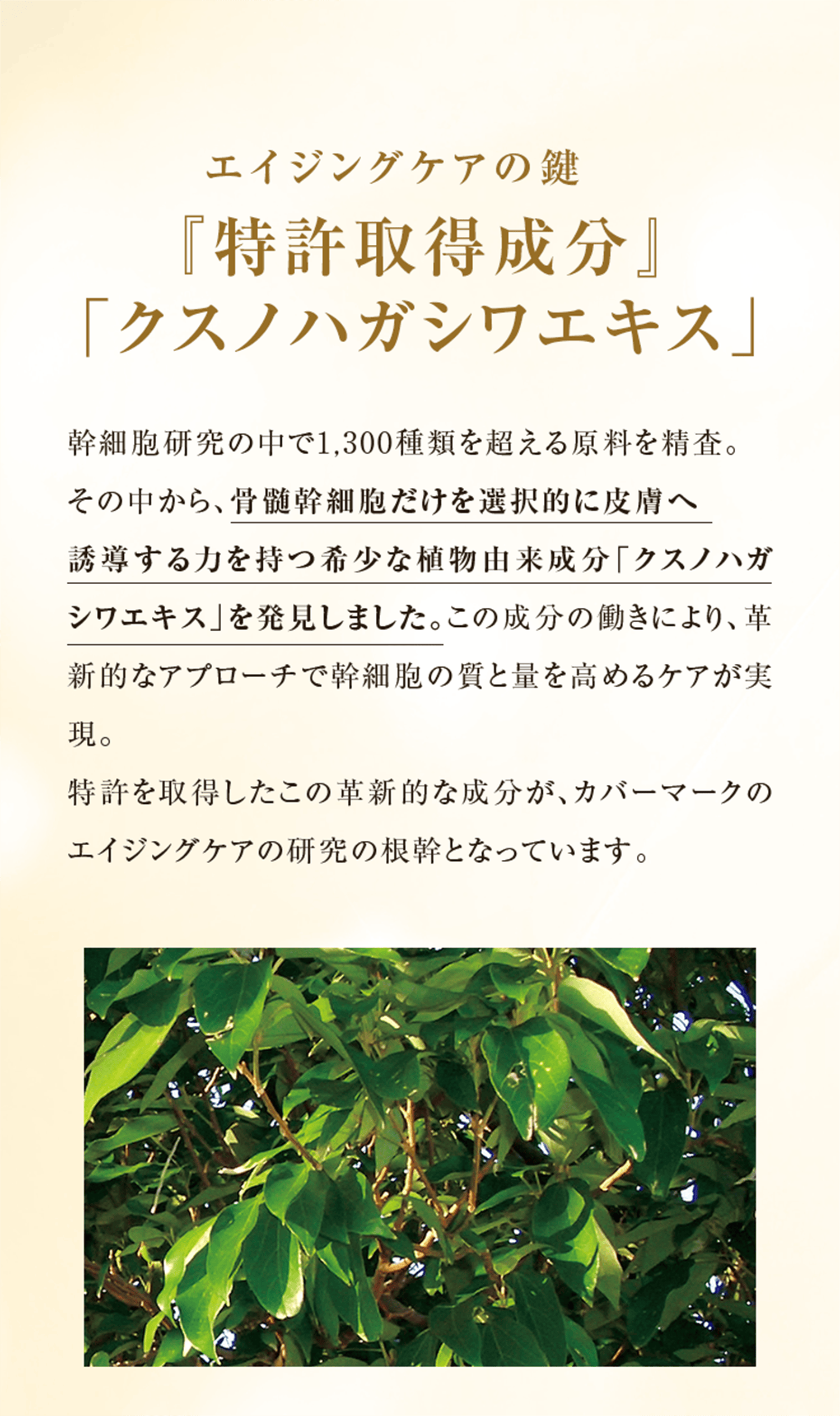 エイジングケアの鍵 『特許取得成分』 「クスノハガシワエキス」 幹細胞研究の中で1,300種類を超える原料を精査。 その中から、骨髄幹細胞だけを選択的に皮膚へ 誘導する力を持つ希少な植物由来成分「クスノハガシワエキス」を発見しました。この成分の働きにより、革新的なアプローチで幹細胞の質と量を高めるケアが実現。 特許を取得したこの革新的な成分が、カバーマークのエイジングケアの研究の根幹となっています。