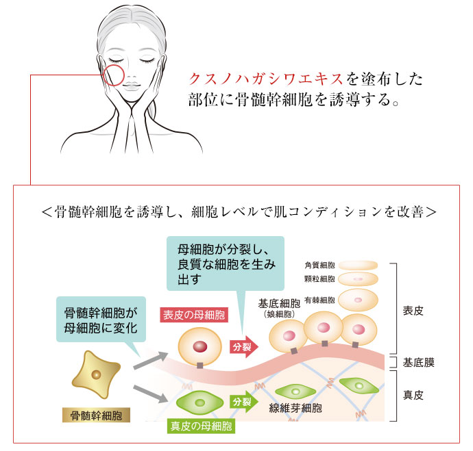 クスノハガシワエキスを塗布した部位に骨髄幹細胞を誘導する。