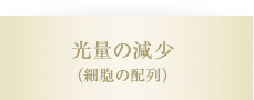 光量の減少（細胞の配列）