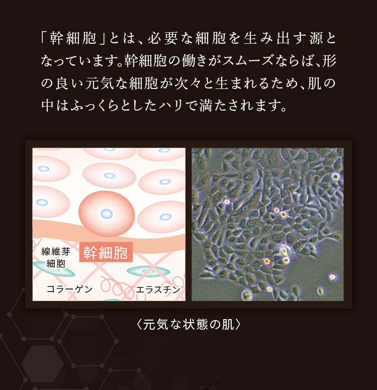 「幹細胞」とは、必要な細胞を生み出す源となっています。幹細胞の働きがスムーズならば、形の良い元気な細胞が次々と生まれるため、肌の中はふっくらとしたハリで満たされます。