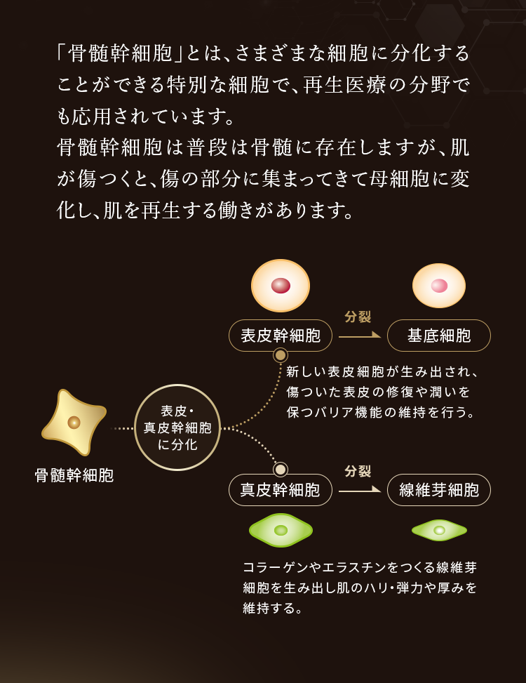 「骨髄幹細胞」とは、さまざまな細胞に分化することができる特別な細胞で、再生医療の分野でも応用されています。骨髄幹細胞は普段は骨髄に存在しますが、肌が傷つくと、傷の部分に集まってきて母細胞に変化し、肌を再生する働きがあります。