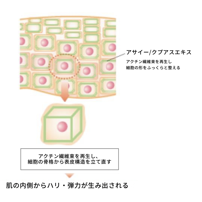 図:アサイー/クプアスエキス アクチン繊維束を再生し細胞の形をふっくらと整える アクチン繊維束を再生し、細胞の骨格から表皮構造を立て直す 肌の内側からハリ・弾力が生み出される