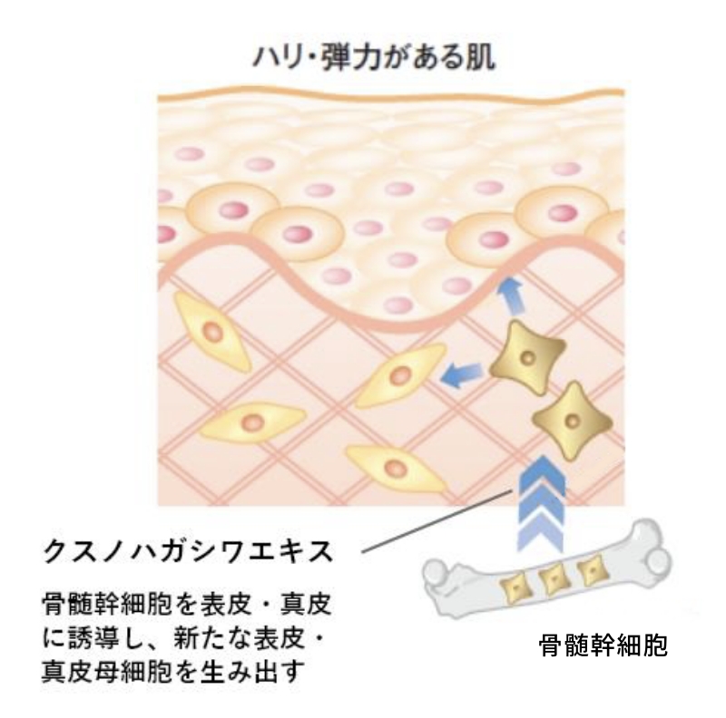 図:クスノハガシワエキス 骨髄幹細胞を表皮・真皮に誘導し、新たな表皮・真皮母細胞を生み出す